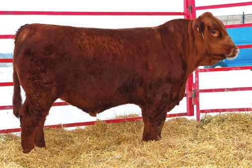 7 Consignor: Willie Morris Cattle Company 12 28 This baldy bull came easy, performed well and really balances up nicely.