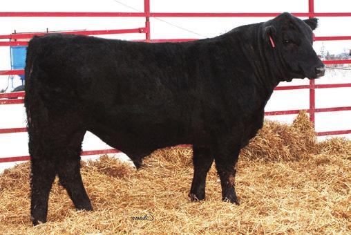 7 10.7 22.0-0.14 0.25-0.025 0.38 95.2 55.6 Consignor: Willie Morris Cattle Company This Vindication halfblood is absolutely a power bull that will bring added pounds to the table.
