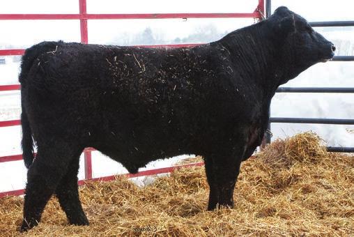 053 0.51 109.7 65.7 Consignor: Gunn Simmentals Now in his third year of use in our herd, Manifesto Z111 continues to impress.
