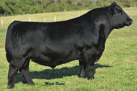 2-0.27 0.37-0.039 0.92 129.9 75.0 Valentino is the first calf ever offered out of BRANT/EKRD Sweet Clover, who has had a very successful show career first as a bred heifer then as a cow/calf pair.