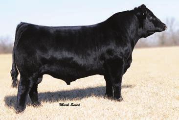 4-0.27 0.15-0.053 0.65 133.8 68.7 Consignor: Echard Farms & Gunn Simmentals The lone fall-born bull in our sale, this guy will stand out for far more reasons than his age.