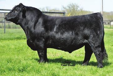 and then some. Another brother, THSF Lover Boy, recently sold for $52,000 to Yardley Cattle Company and was named Champion Simmental Bull at National Western shortly thereafter.