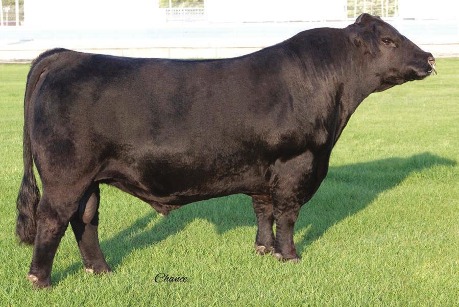 irish acres burn em up :: sire rhfs burnie y39h :: Dam of Burn Em Up There s something to be said for proven genetics.