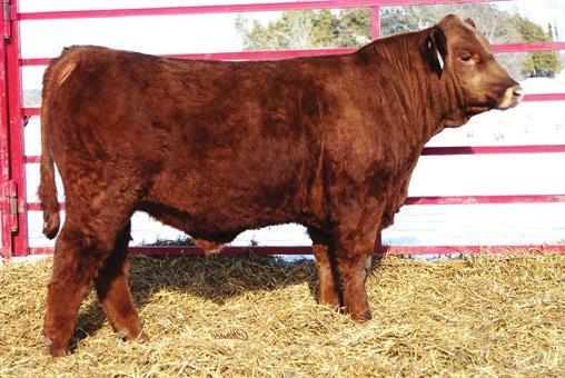 Shear Force, whose calving ease prowess and first-rate carcass merit are unmatched within the breed, has been one of the most widely used Simmental sires for the past decade.