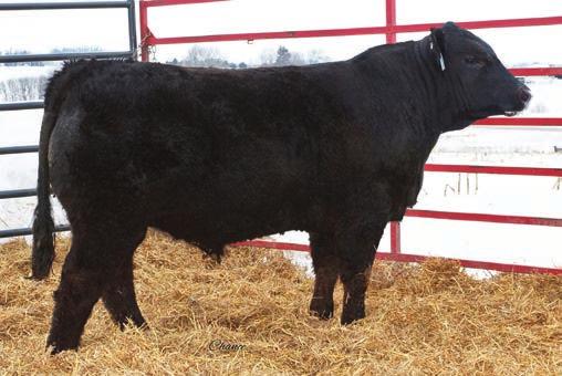 5 29.7-0.45 0.25-0.083 1.01 100.4 67.2 Consignor: Mueller Farms & Schauer If you re looking for a purebred baldy, here he is! Sired by Upgrade who needs no introduction.