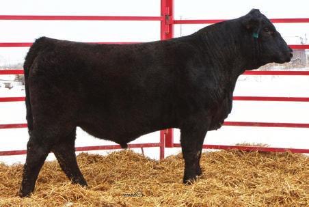 68 93.7 62.6 Consignor: Mueller Farms & Barberg JSMF/FVF Investor is a long bodied, deep ribbed, big topped, sound made bull that ties into an extended front end.