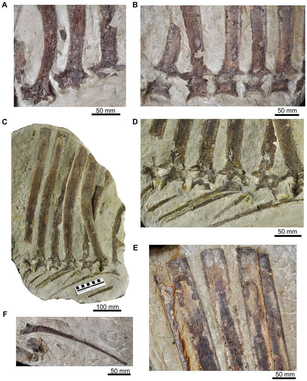 Figure 7. Dorsal vertebrae of Ctenosauriscus (GZG.V.4191). (A) Neural arches and neural spine bases of dorsal vertebrae 1 to 3 of Slab A1 in left lateral view.