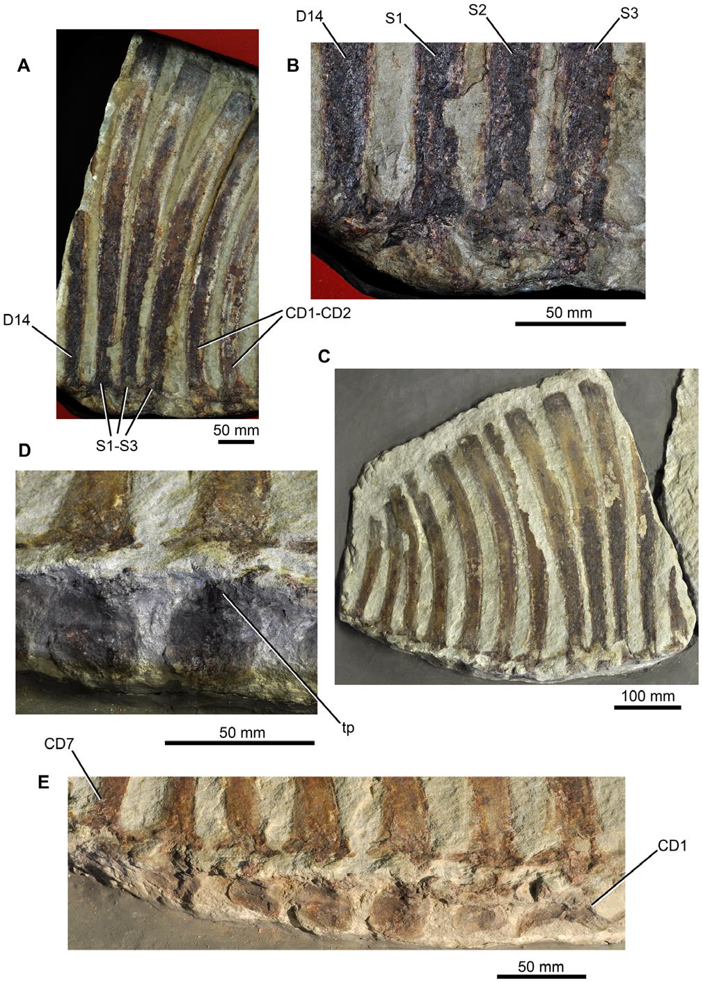 Ctenosauriscus and the Early Archosaur Radiation Figure 8. Sacral and caudal vertebrae of Ctenosauriscus (GZG.V.4191). (A) Sacral vertebrae of Slab B1 in left lateral view.