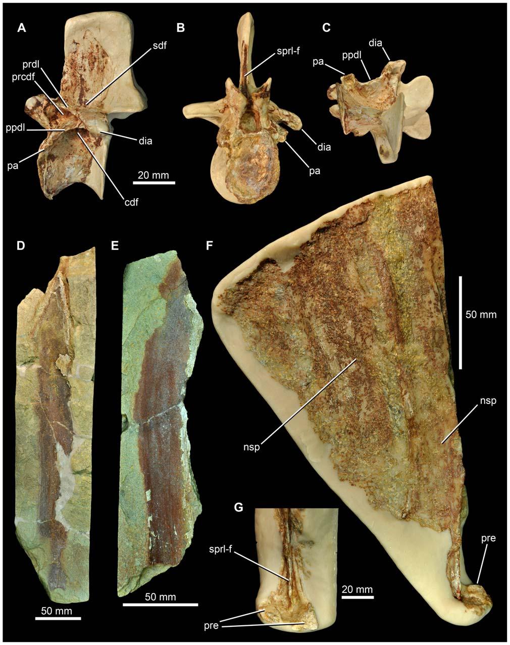 Figure 9. Archosaur material from the Waldhaus brewery, Waldshut district, southern Germany. SMNS 91402, anterior dorsal vertebra in lateral (A), anterior (B) and ventral (C) views.