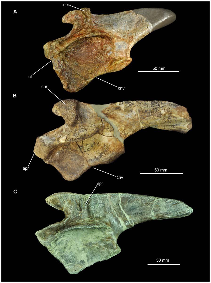 Figure 12. Left ilia of pseudosuchian archosaurs from the Middle Triassic in lateral view. (A) SMNS 91401, Waldhaus brewery, Waldshut district, southern Germany.