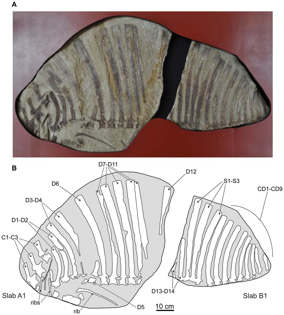 Figure 3. Holotype specimen of Ctenosauriscus koeneni (GZG.V.4191a b). Photograph (A) and interpretative drawing (B) of slabs A1 and B1, forming together the part.