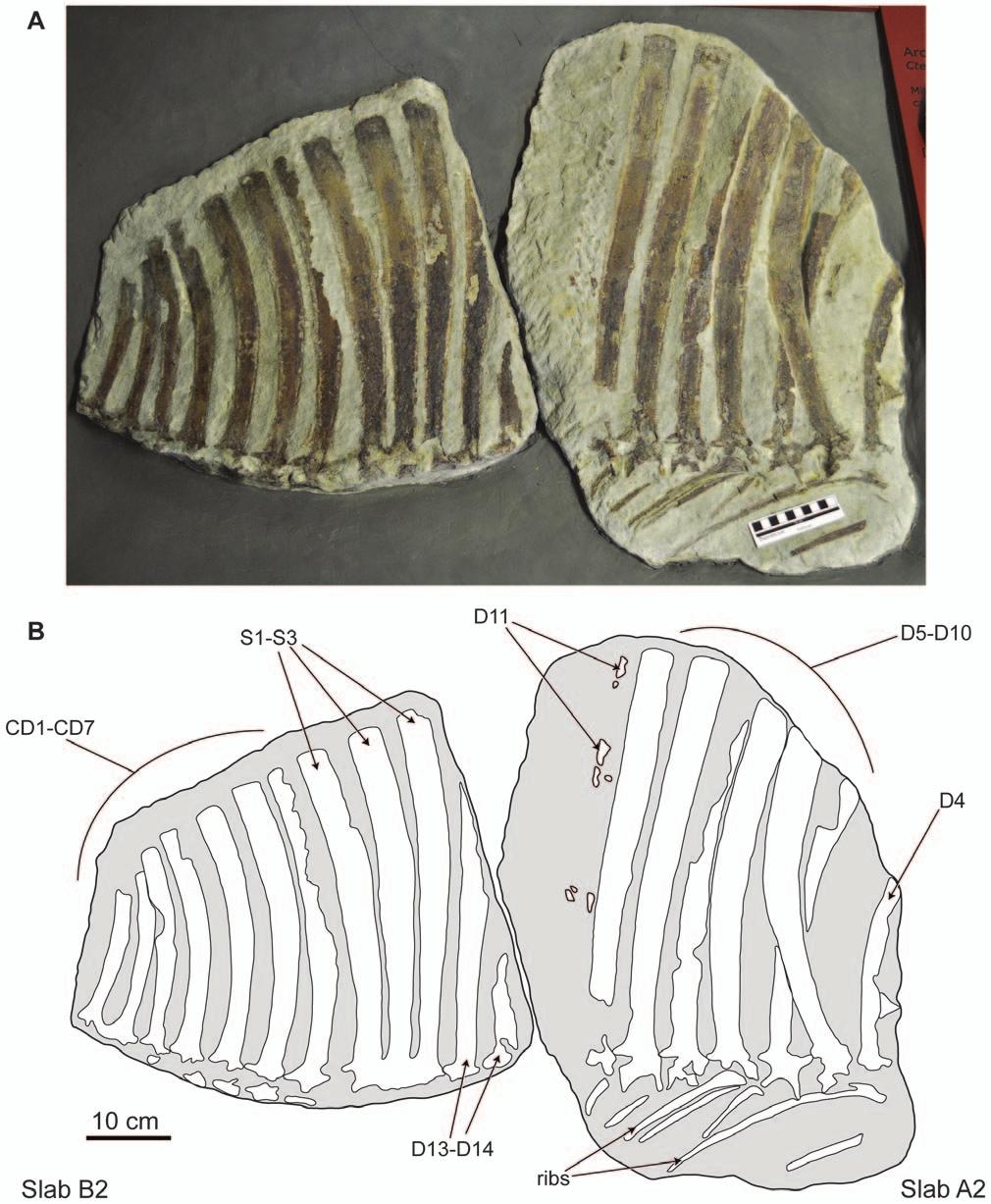 Figure 4. Holotype specimen of Ctenosauriscus koeneni (GZG.V.4191c d). Photograph (A) and interpretative drawing (B) of slabs A2 and B2, forming together the counterpart.