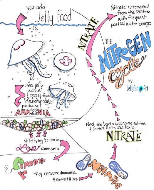 THE NITROGEN CYCLE How does the Nitrogen Cycle work?