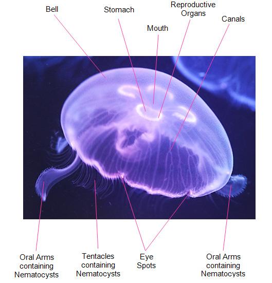 JELLYFISH JARGON Jellyfish are beautiful in their simplicity.