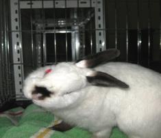 Rabbit sarcoptic mange is caused by S. scabiei. Affected animals have lesions concentrated on the head and forepaws.