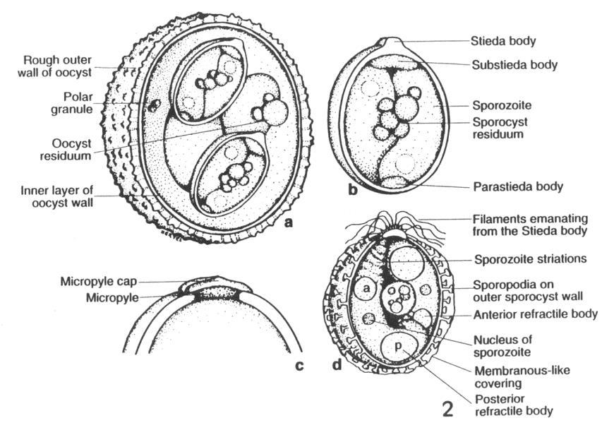 Figure 1.3. Life cycle of Eimeria species.