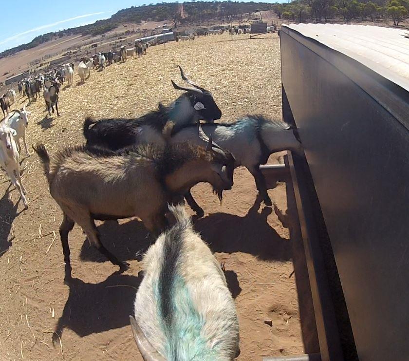 Figure 2.1. Captured and transported rangeland goats at the commercial feedlot (depot) near Geraldton, Western Australia. Photo provided by David W. Miller, Murdoch University. 2.3.