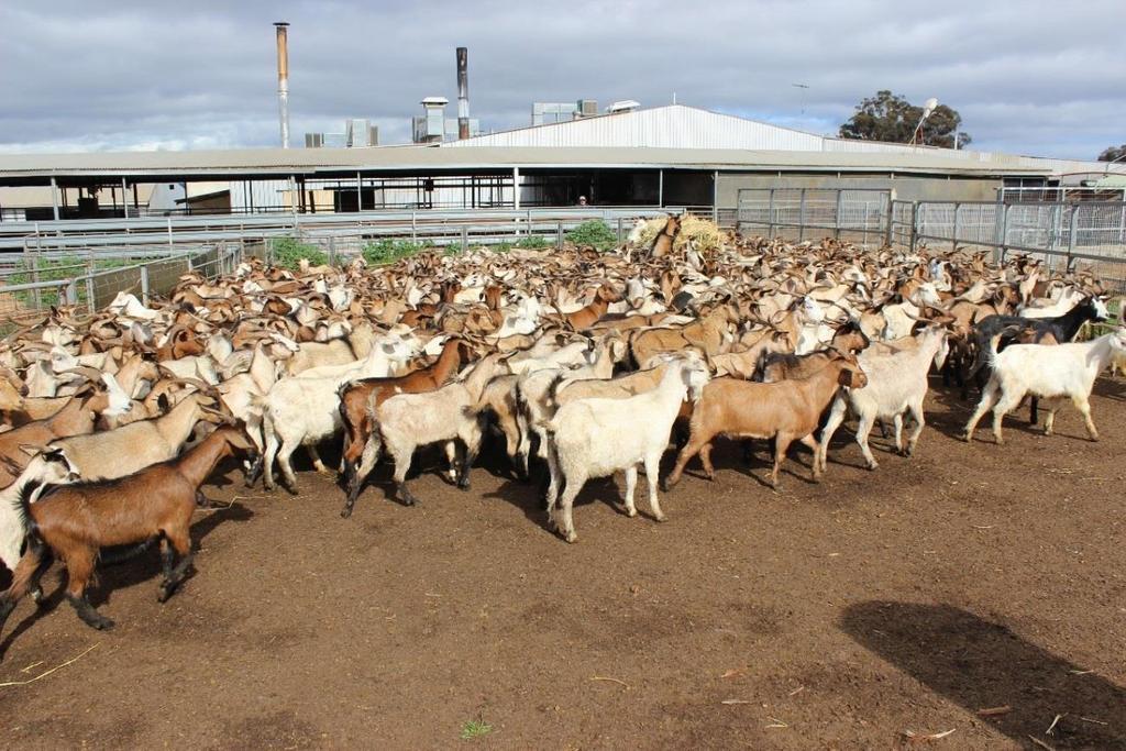 Figure 2.4. Captured and transported rangeland goats arriving at Beaufort River Meats abattoir, Western Australia. Photo provided by Laurence Macri, BRM.