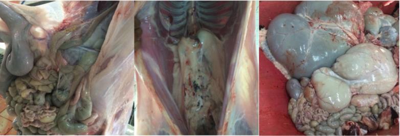 Figure 2.5. Removal of digestive tracts from rangeland goats after evisceration at Beaufort River Meats abattoir, Western Australia. Photo provided by Laurence Macri, BRM. 2.14.