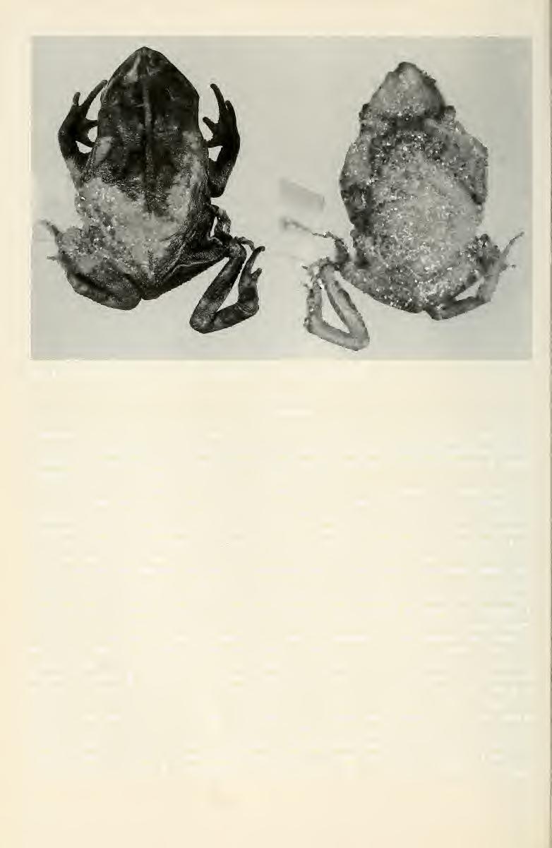 Fig. 5. Preserved holotype of Bufo acutirostris Spix, 1824; male (ZSM 1147/0).