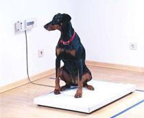 Establish a routine and have your pet weighed regularly every 1 or 2 weeks â make sure it is at roughly the same time of day each time, and also on the same scales.
