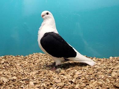 Owner: Cor de Lange Below: Best pigeon in