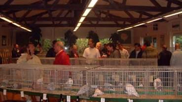 ) Full house at the Club House Kleindierencentrum SIS: pigeons for show and fly!