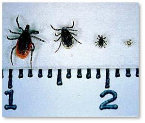 Each winter season, the District conducts countywide surveys for ticks and tick-borne disease, particularly within certain county, state and city parks frequented by hikers and bicyclists.
