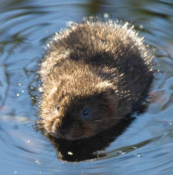 Water voles in the North Pennines Where they can be