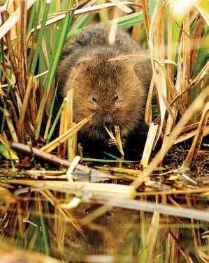 eat Well-connected areas of suitable habitat Water Water voles live next to water and are good swimmers
