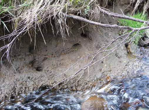 Steep and overhanging banks are also used as cover from potential predators, and water voles will have entrance and exit holes at several levels ranging from below the water to several metres away