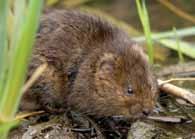 Right: A typical water vole latrine; each dropping is about 12mm long Above: The water vole has much blunter features than the rat (below) which has clearly prominent ears and a longer tail How to