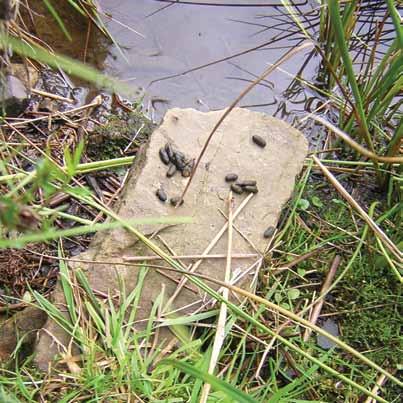 northeastwildlife.co.uk The most unmistakeable sign of water vole activity is the presence of droppings, often several together in latrines which mark their territory.
