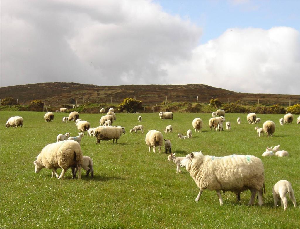 The main objective of grassland management is to have a plentiful supply of highly digestible grass available to the animals for the duration of the grazing season.