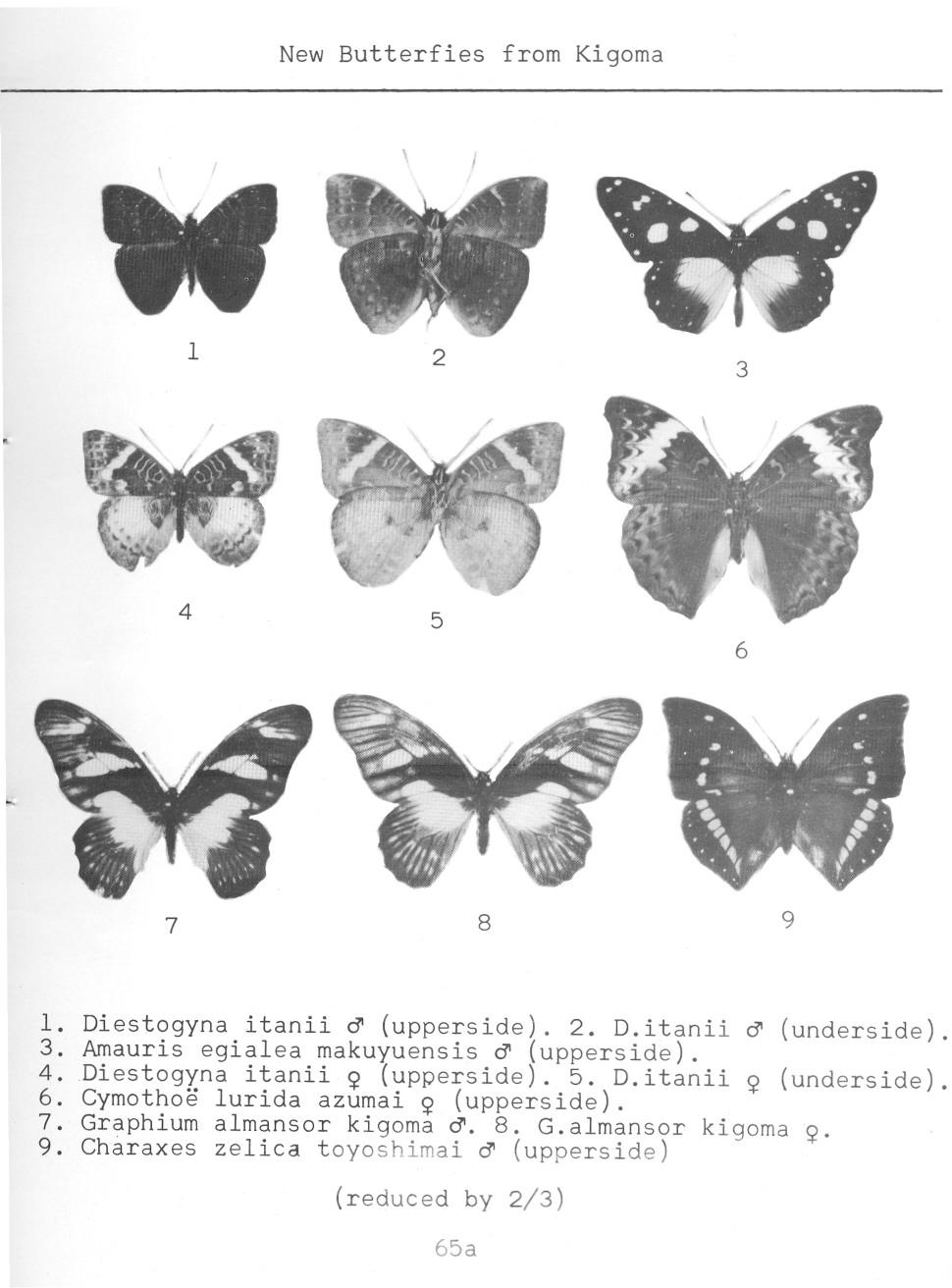 New Butterfies from Kigoma 1 2 3 4 5 6 7 8 9 1. Diestogyna itanii a (upperside). 2. D.itanii a (underside). 3. Amauris egia1ea makuyuensis a (upperside). 4. Diestogyna itanii ~ (upperside).