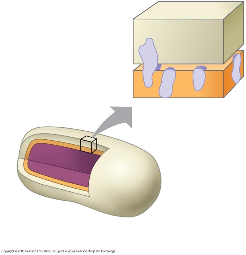 Fig. 27-3a Cell wall Peptidoglycan layer Plasma membrane