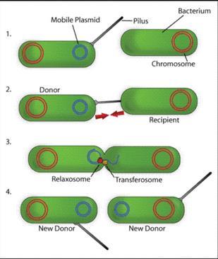 Plasmid Pilus Bacterium Donor Chromosome