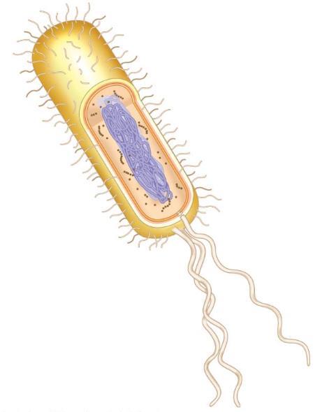 Typical bacterial cell Capsule Flagella Fimbriae Bacterial