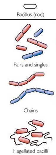Rod Single bacillus, plural bacilli