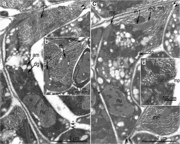 8 Fig. 3 TEM of S. heydorni bradyzoites in tongue of calf 2. a, c. Two longitudinal sections of bradyzoites (arrowheads at opposing ends). b. Conoidal end (co) of a bradyzoite. d. Micropore.