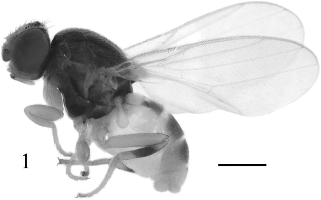 564 2015 Florida Entomologist Volume 98, No. 2 2. Scutum glossy, almost without microtomentum...4 3.