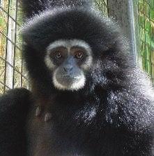 By Alec Young, Gibbons Zoo Keeper Reid Park Zoo is home to three White-handed Gibbons: Billy (male age 43), Moms (female age 47), and Lilith (Lily) (female age 17). Billy and Moms are Lily s parents.