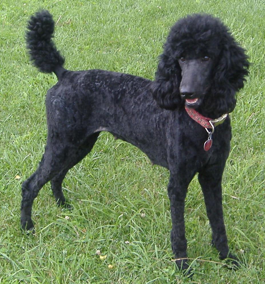 Breed of the Month Standard Poodle submitted by Connie Cuff Few dogs have climbed to such high favor in many different countries as has the Poodle, but there is some doubt as to the land of origin.