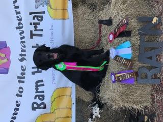 buried ) in the the novice level. Therefore, he earned his Scent Work Novice (SWN) title. So proud of my boy! Gromit is owned and loved by Barb and Robert Perez.