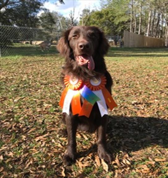 ,, SSFCRC Newsletter Page 9 BRAGS All at Summerhill send cheers and pats to Summerhill Colour Coded, Linc, for achieving his Utility Dog Title!!!! Congratulations to Merrilyn. Well done!