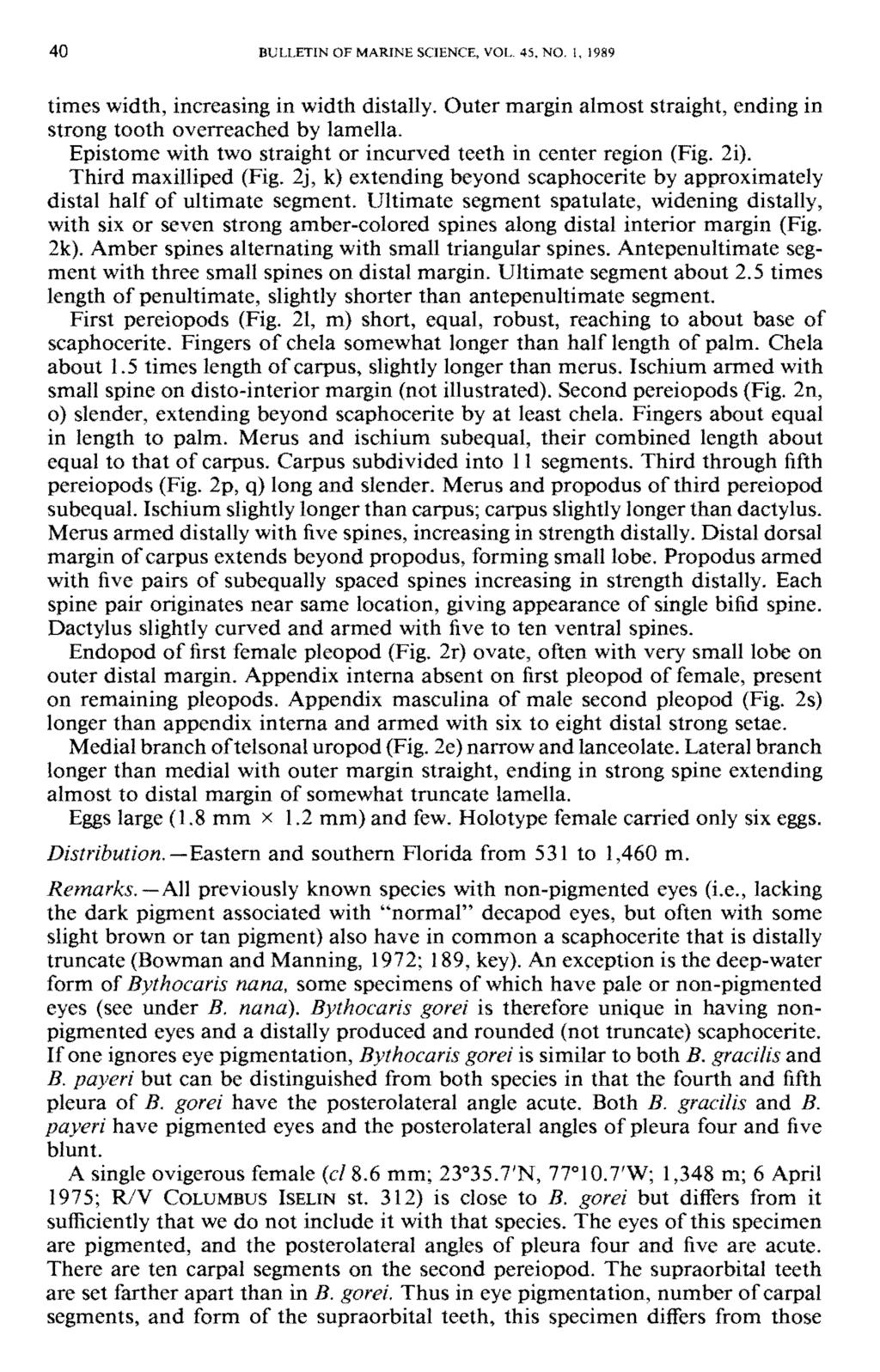 40 BULLETIN OF MARINE SCIENCE. VOL. 45. NO. 1, 1989 times width, increasing in width distally. Outer margin almost straight, ending in strong tooth overreached by lamella.