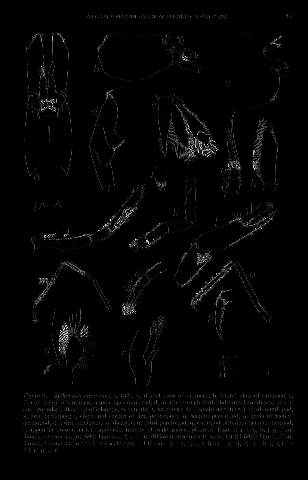 ABELE AND MARTIN: AMERICAN SPECIES OF BYTHOCARIS 45 Figure 4. Bythocaris nana Smith, 1885.