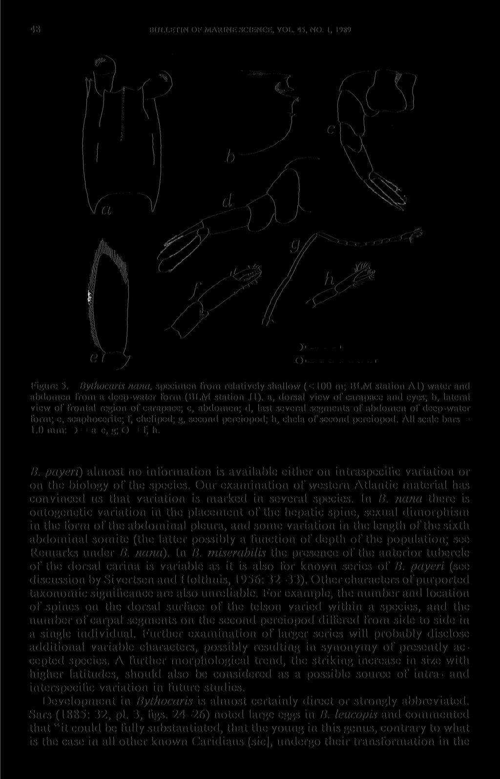 48 BULLETIN OF MARINE SCIENCE, VOL. 45, NO. 1, 1989 Figure 5. Bythocaris nana, specimen from relatively shallow (< 100 m; BLM station Al) water and abdomen from a deep-water form (BLM station Jl).