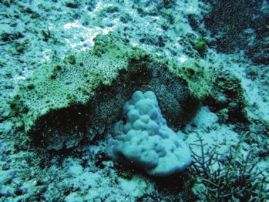The overall sea cucumber density in Tubbataha Reefs