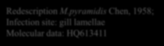 Myxobolus pyramidis